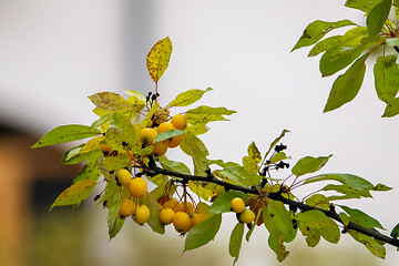 Image showing Branch with yellow Paradise apples in autumn day.