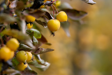 Image showing Branch with yellow Paradise apples in autumn day.