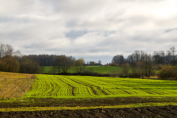 Image showing Treated field and blue sky