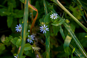 Image showing Blue flowers on meadow as background.