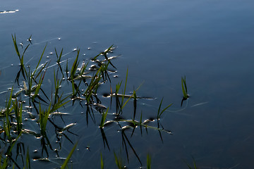 Image showing Green grass on river surface as background. 