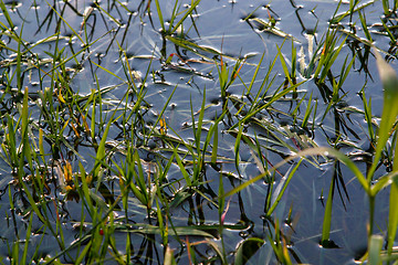 Image showing Green grass on river surface as background. 