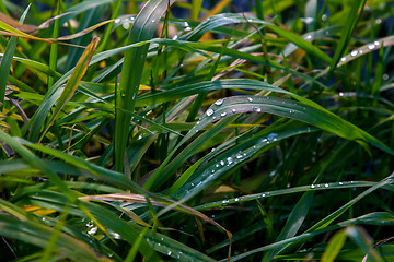 Image showing Closeup of grass with rain drops as background.