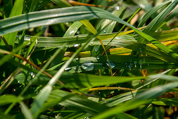 Image showing Closeup of grass with rain drops as background.