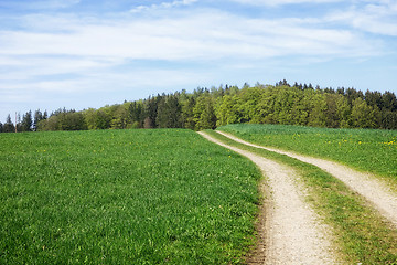 Image showing path in a green meadow nature scenery landscape