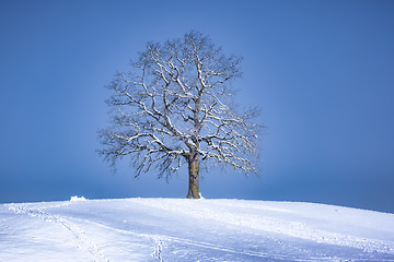 Image showing beautiful lonely tree on a snowy hill in winter season