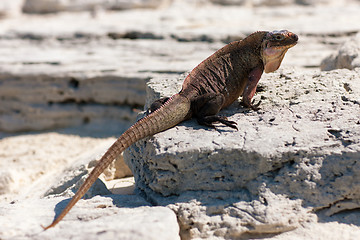 Image showing exuma island iguana in the bahamas