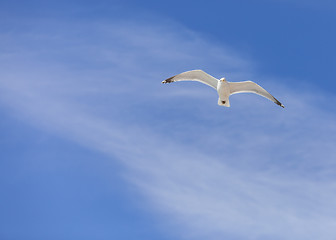 Image showing Seagull Flying