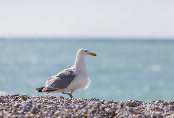 Image showing Seagull on the Beach
