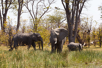 Image showing African Elephant Moremi Game reserve, Okavango Delta