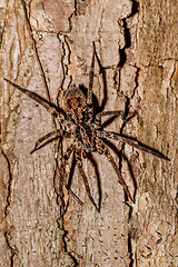 Image showing huntsman spider on tree trunk Madagascar