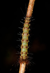 Image showing caterpillar founded in Nosy Mangabe, Madagascar