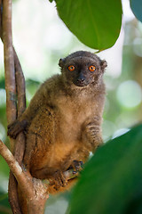 Image showing white-headed lemur (Eulemur albifrons), Madagascar