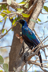 Image showing bird Cape starling, Okavango, Botswana Africa