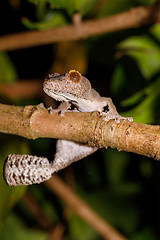 Image showing leaf-tailed gecko, Uroplatus fimbriatus, madagascar