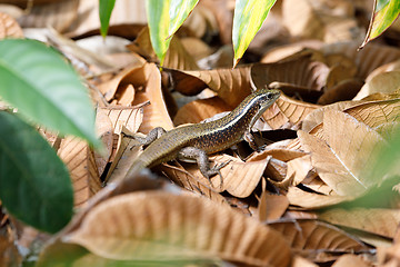 Image showing Madagascar girdled lizard (Zonosaurus madagascariensis)