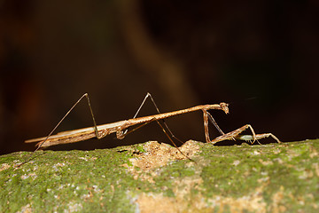 Image showing praying mantis on leaf, Madagascar