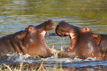 Image showing hippo hippopotamus Okavango, Botswana Africa