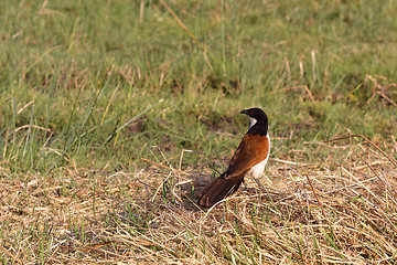 Image showing bird coppery-tailed coucal, Okavango, Botswana Africa