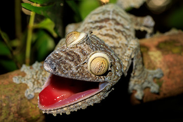 Image showing Giant Leaf-tail Gecko, Uroplatus fimbriatus, Madagascar