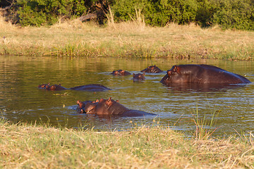 Image showing Hippo Hippopotamus, Okavango delta, Botswana Africa