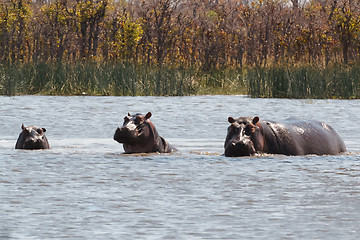 Image showing Hippo Hippopotamus, Okavango delta, Botswana Africa