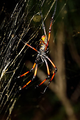 Image showing Golden silk orb-weaver, nephila on net Madagascar