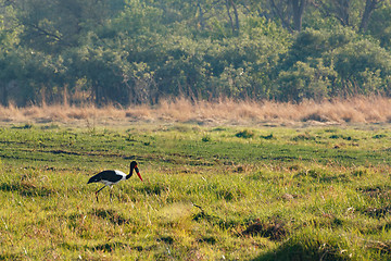 Image showing bird Saddle-billed stork, Okavango delta, Botswana Africa