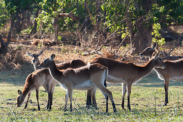 Image showing herd southern lechwe in Okavango, Botswana, Africa