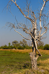 Image showing Moremi game reserve, Okavango delta, Africa Botswana