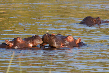 Image showing hippo hippopotamus Okavango, Botswana Africa