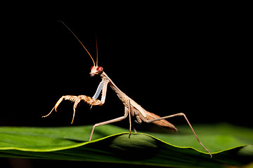 Image showing praying mantis on leaf, Madagascar