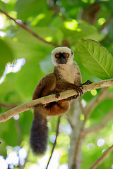 Image showing white-headed lemur (Eulemur albifrons), Madagascar