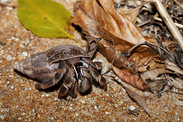 Image showing hermit crab with snail shell Madagascar