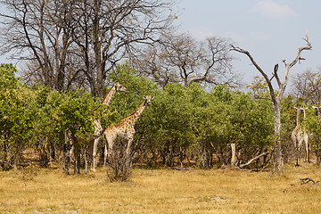 Image showing adult giraffe grazing on tree