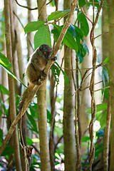 Image showing white-headed lemur (Eulemur albifrons), Madagascar