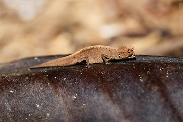 Image showing tiny chameleon Brookesia minima, micra, Madagascar