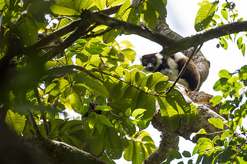 Image showing Black-and-white ruffed lemur (Varecia variegata), Madagascar