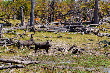 Image showing Warthog pig, Okavango delta, Africa wildlife