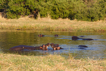 Image showing Hippo Hippopotamus, Okavango delta, Botswana Africa