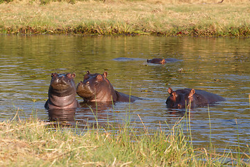 Image showing Hippo Hippopotamus, Okavango delta, Botswana Africa