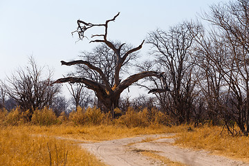 Image showing Moremi game reserve, Okavango delta, Africa Botswana