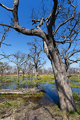 Image showing Moremi game reserve, Okavango delta, Botswana Africa