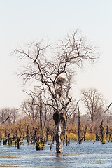 Image showing Moremi game reserve, Okavango delta, Botswana Africa