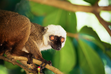 Image showing white-headed lemur (Eulemur albifrons), Madagascar