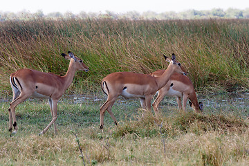 Image showing Impala antelope, okavango delta, Botswana Africa