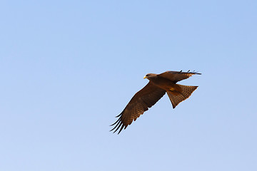 Image showing flying predator bird falcon, okavango, Botswana