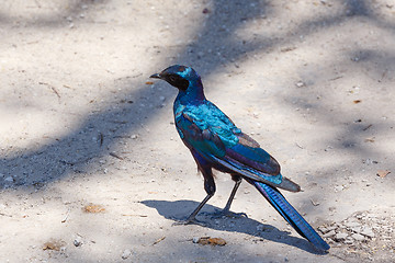 Image showing bird Cape starling, Okavango, Botswana Africa