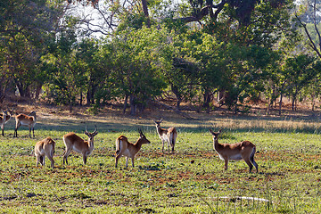 Image showing herd southern lechwe in Okavango, Botswana, Africa