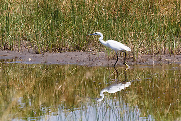 Image showing bird Great egret, okavango, Botswana, Africa